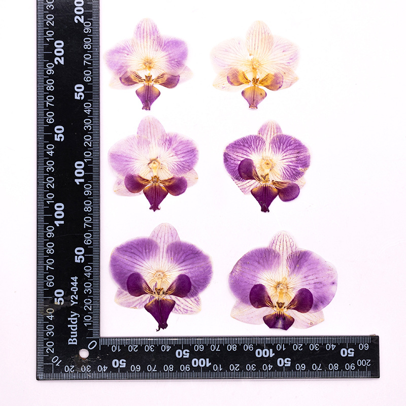 Dried Flower Bulk - 4 Pcs Pressed Dried Phalaenopsis Orchid