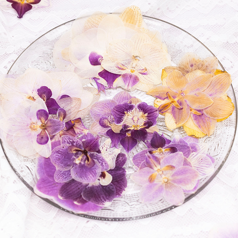 4 Pcs Pressed Dried Phalaenops - Dried Flower Bulk review and price