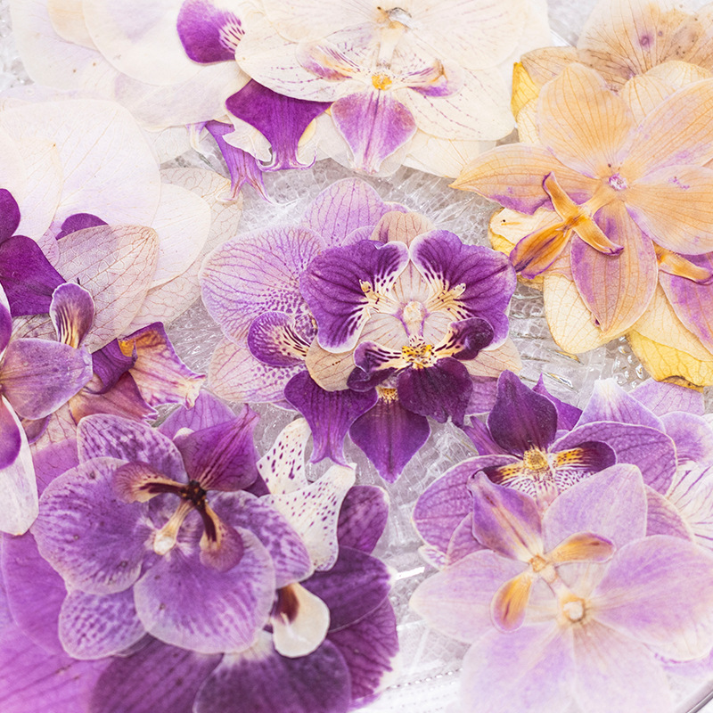 4 Pcs Pressed Dried Phalaenops - Dried Flower Bulk review and price