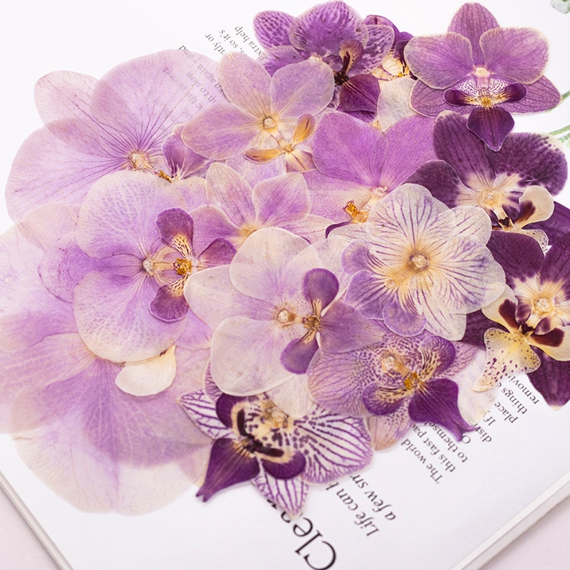 4 Pcs Pressed Dried Phalaenops - Dried Flower Bulk review and price
