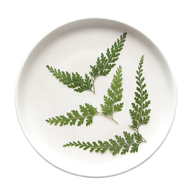 Nature Pressed Fern Branches,d - Dried Flower Bulk review and price