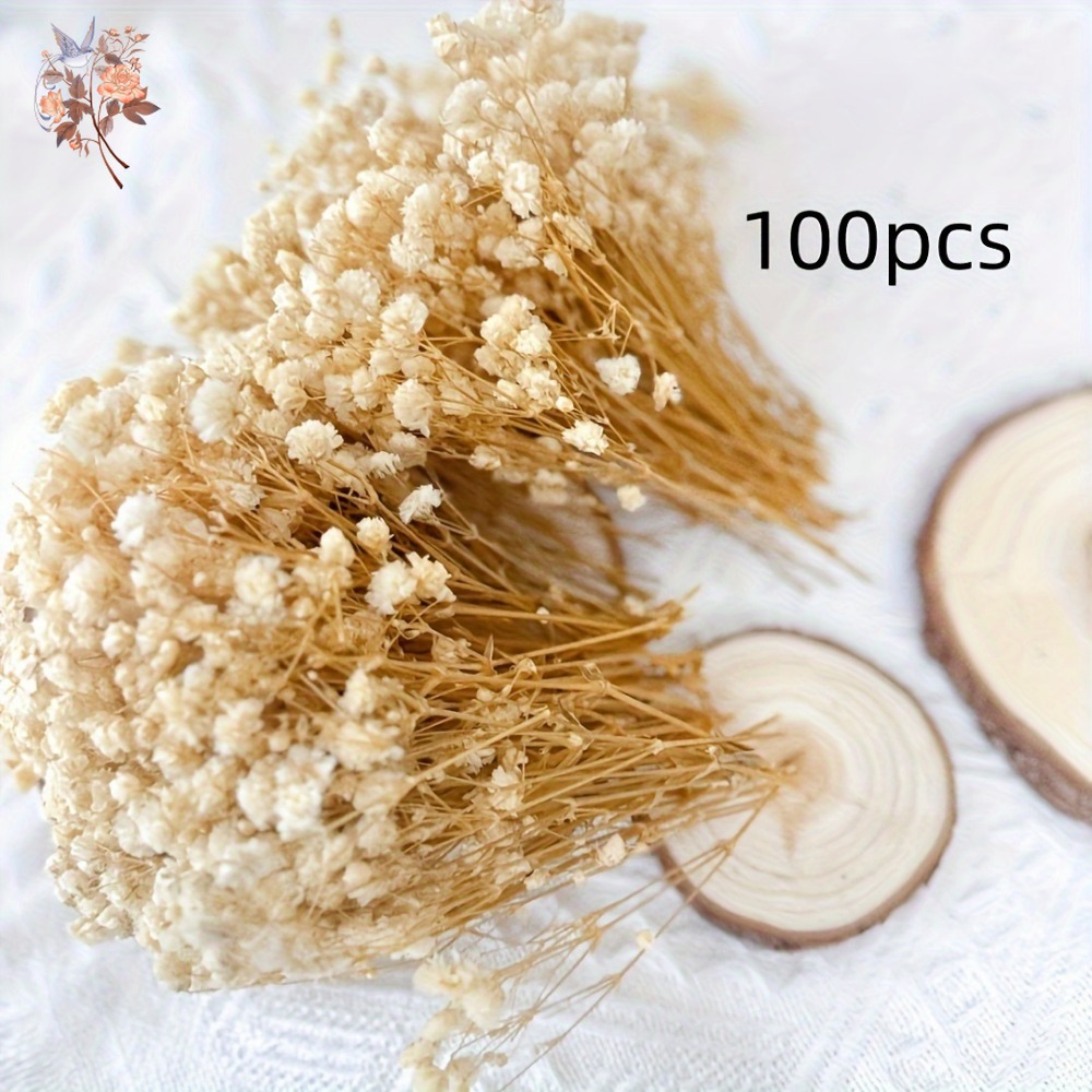 100pcs Mini Dried Baby's Breat - Dried Flower Bulk review and price