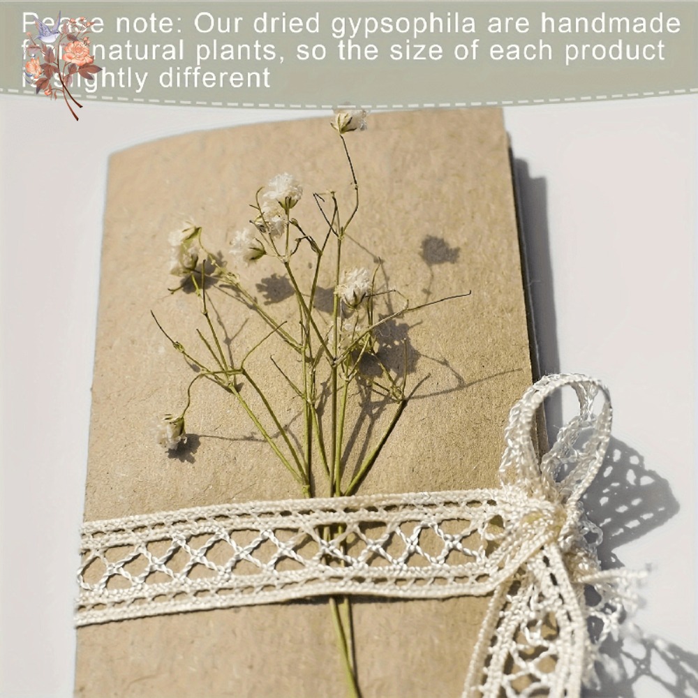 100pcs Mini Dried Baby's Breat - Dried Flower Bulk review and price